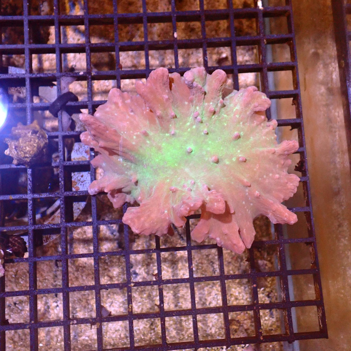 Leather Coral (Sarcophyton) AA001 | Sarcophyton sp. at ← Red Sea 15k