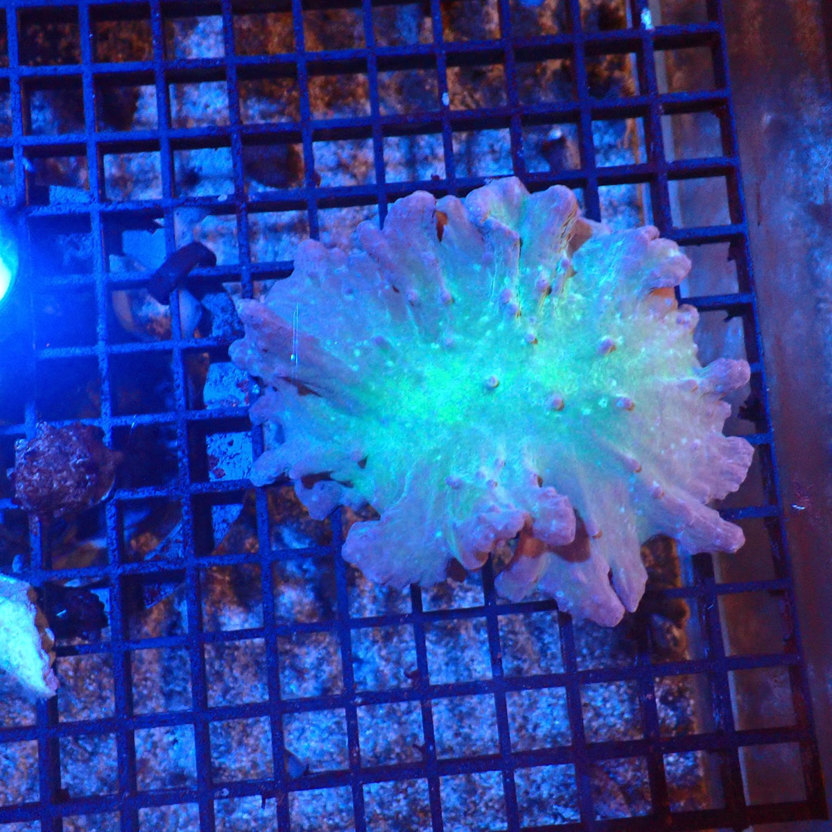 Leather Coral (Sarcophyton) AA001 | Sarcophyton sp. at Red Sea 20k →