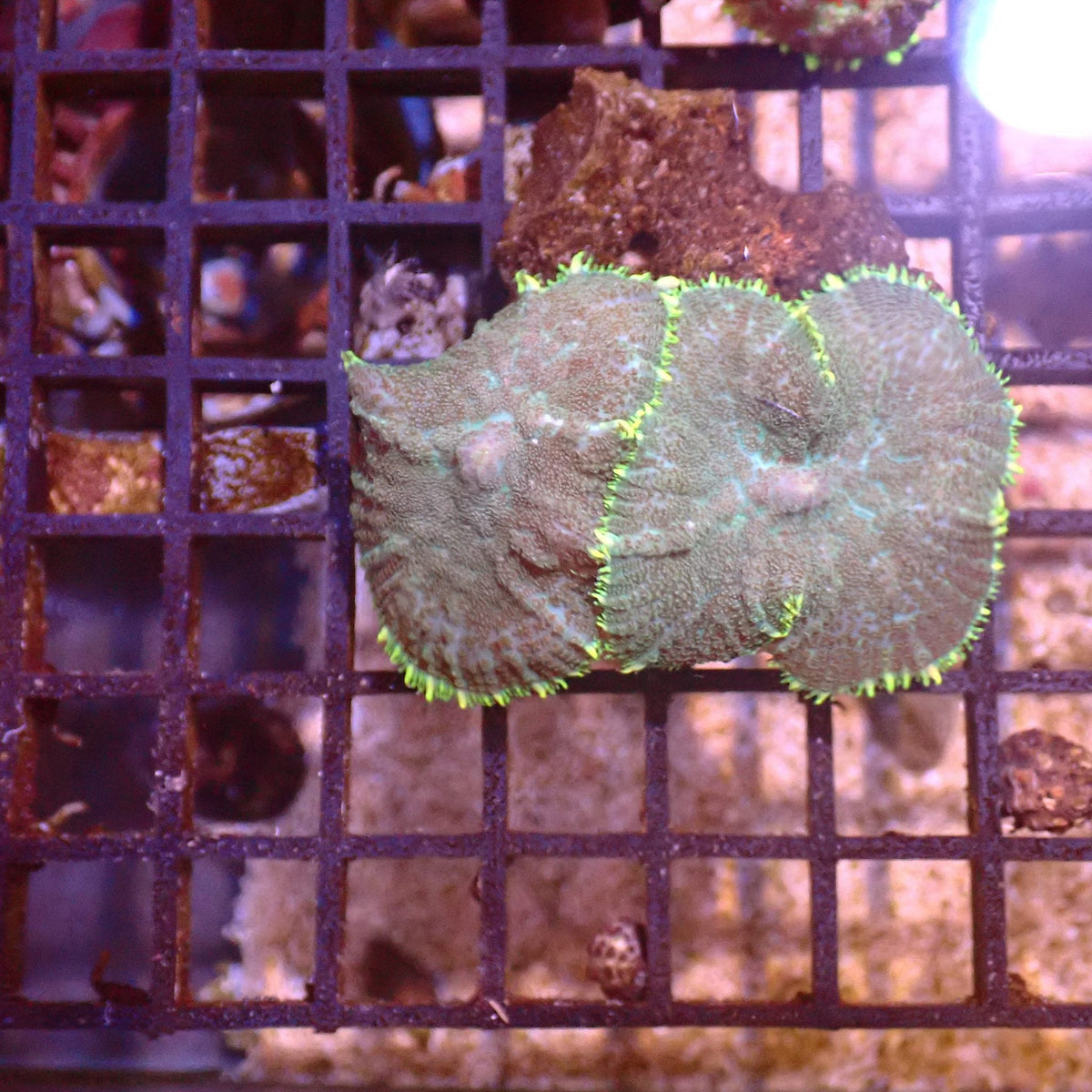 Rhodactis AA001 | Rhodactis sp. at ← Red Sea 15k