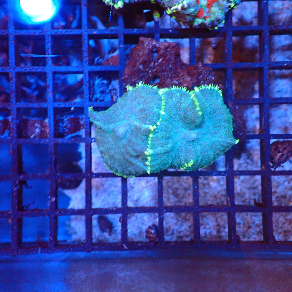 Rhodactis AA001 | Rhodactis sp. — Red Sea 20K LED
