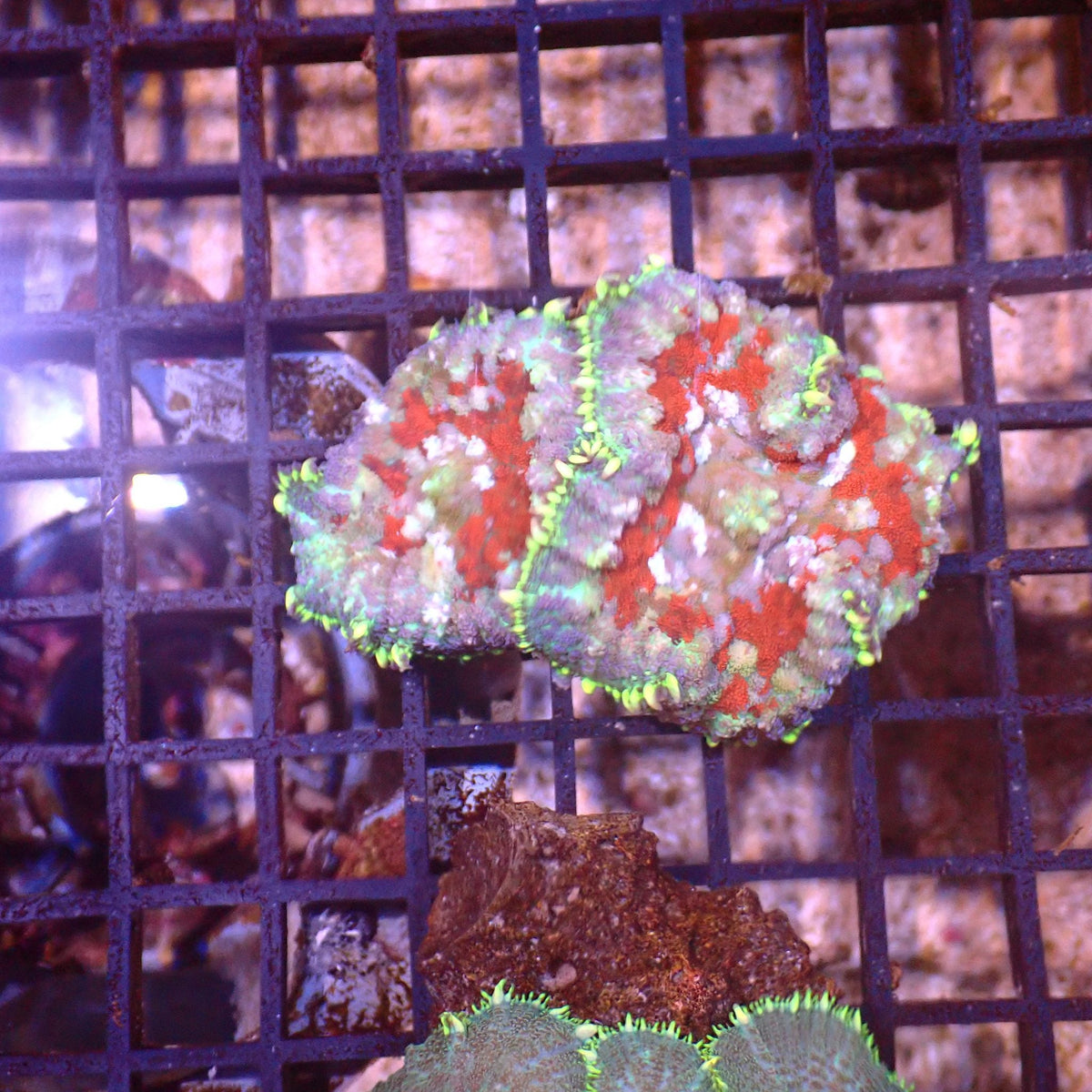 Rhodactis AA002 | Rhodactis sp. at ← Red Sea 15k