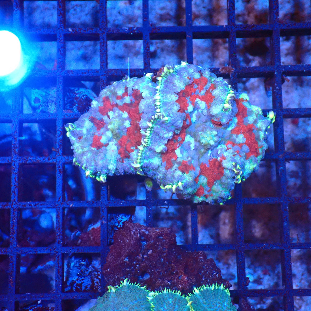 Rhodactis AA002 | Rhodactis sp. — Red Sea 20K LED