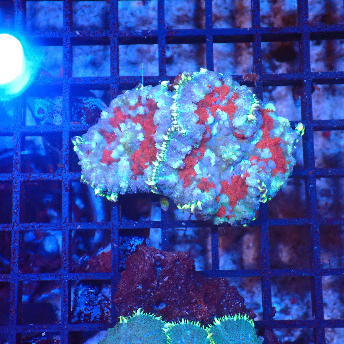 Rhodactis AA002 | Rhodactis sp. — Red Sea 20K LED