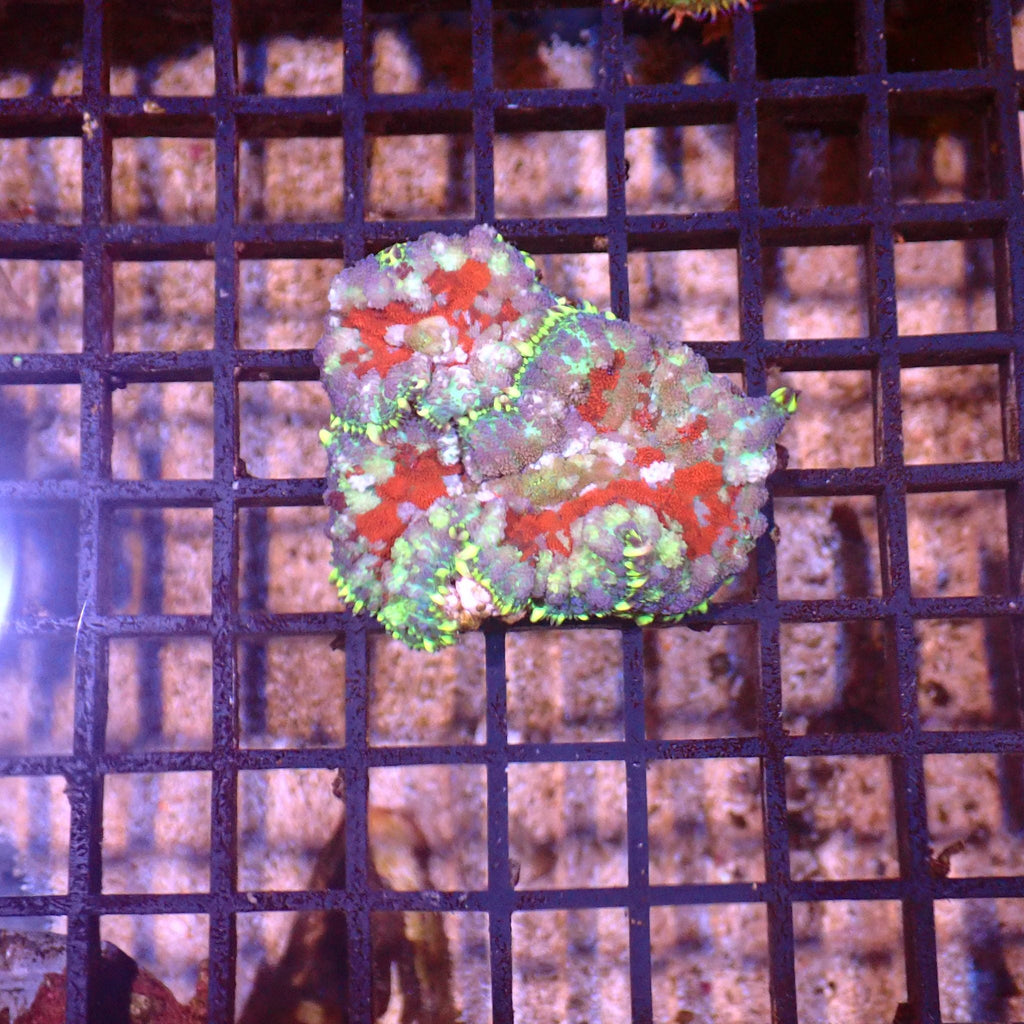 Rhodactis AA003 | Rhodactis sp. — Red Sea 15K