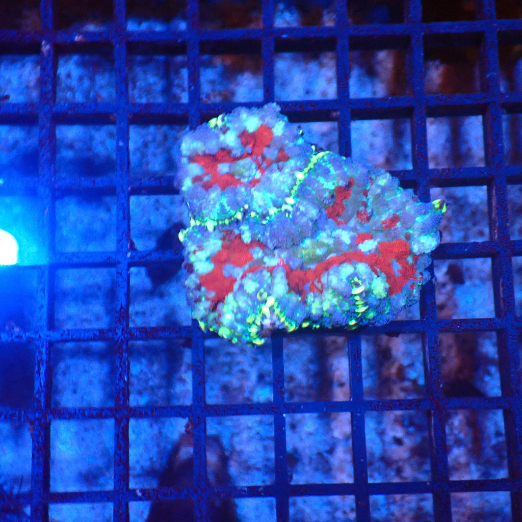 Rhodactis AA003 | Rhodactis sp. — Red Sea 20K LED
