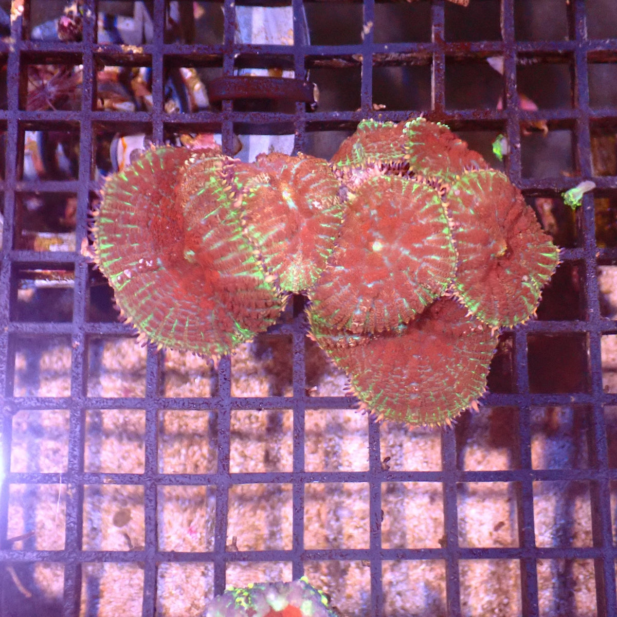 Rhodactis AA004 | Rhodactis sp. at ← Red Sea 15k