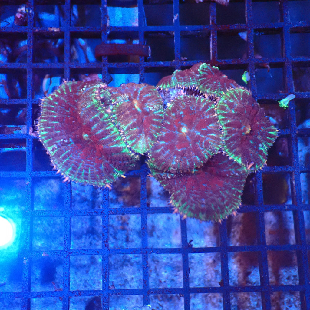 Rhodactis AA004 | Rhodactis sp. — Red Sea 20K LED