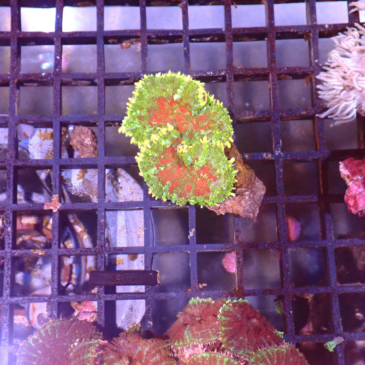 Rhodactis AA005 | Rhodactis sp. — Red Sea 15K