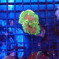 Rhodactis AA005 | Rhodactis sp. — Red Sea 20K LED