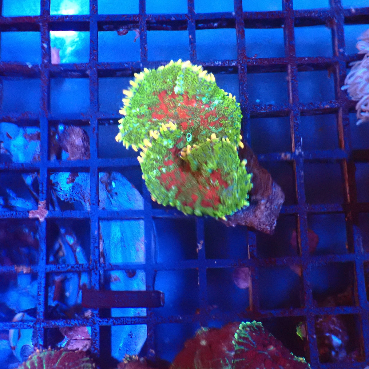 Rhodactis AA005 | Rhodactis sp. at Red Sea 20k →
