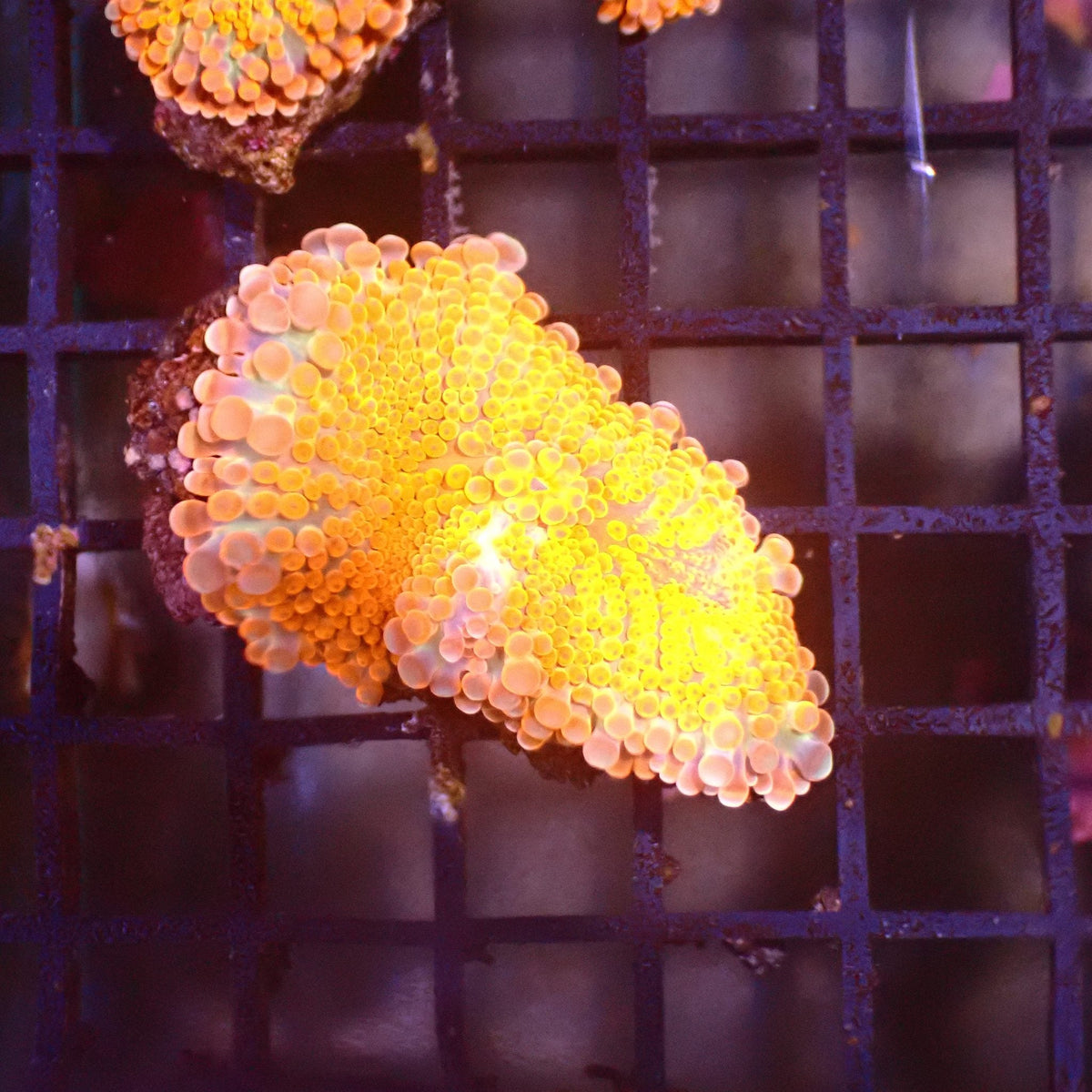 Ricordea AA001 | Ricordea / Rhodactis sp. — Red Sea 15K
