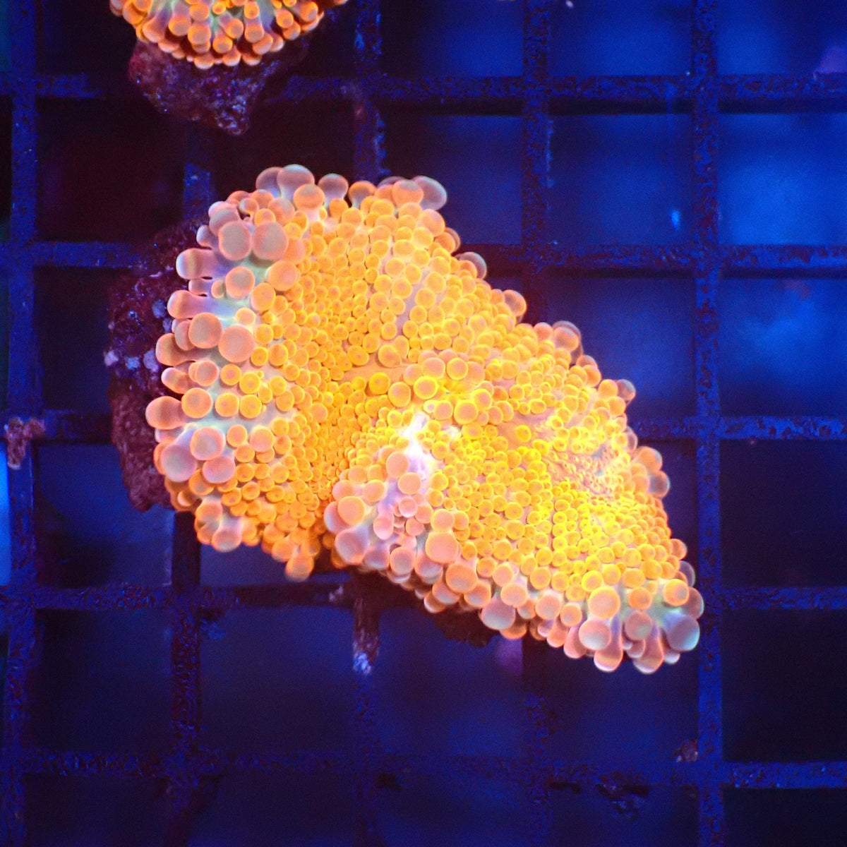 Ricordea AA001 | Ricordea / Rhodactis sp. — Red Sea 20K LED