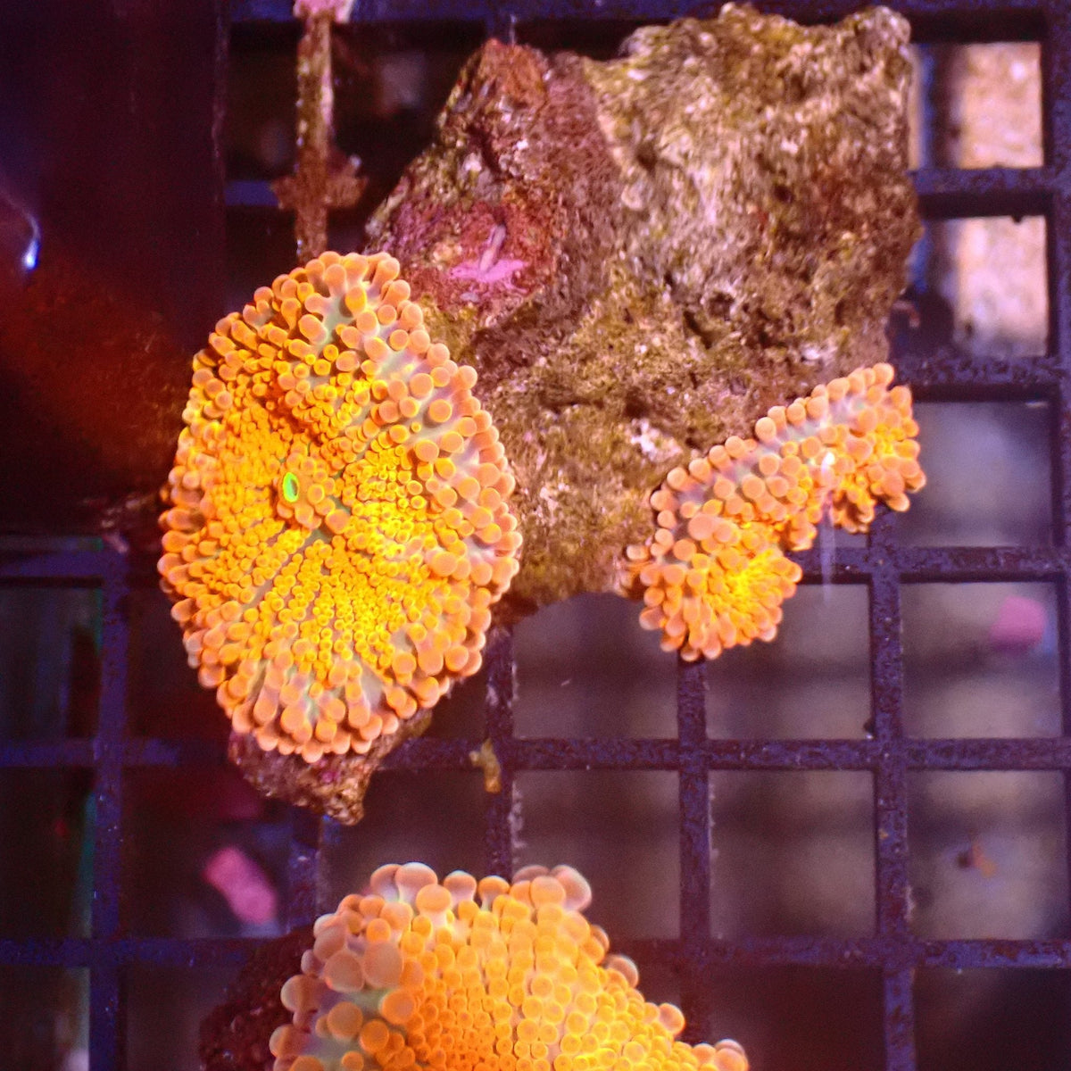 Ricordea AA002 | Ricordea / Rhodactis sp. at ← Red Sea 15k