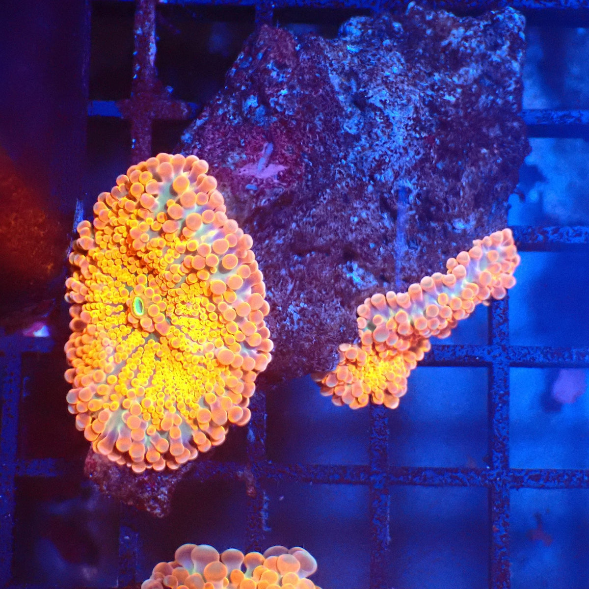 Ricordea AA002 | Ricordea / Rhodactis sp. at Red Sea 20k →