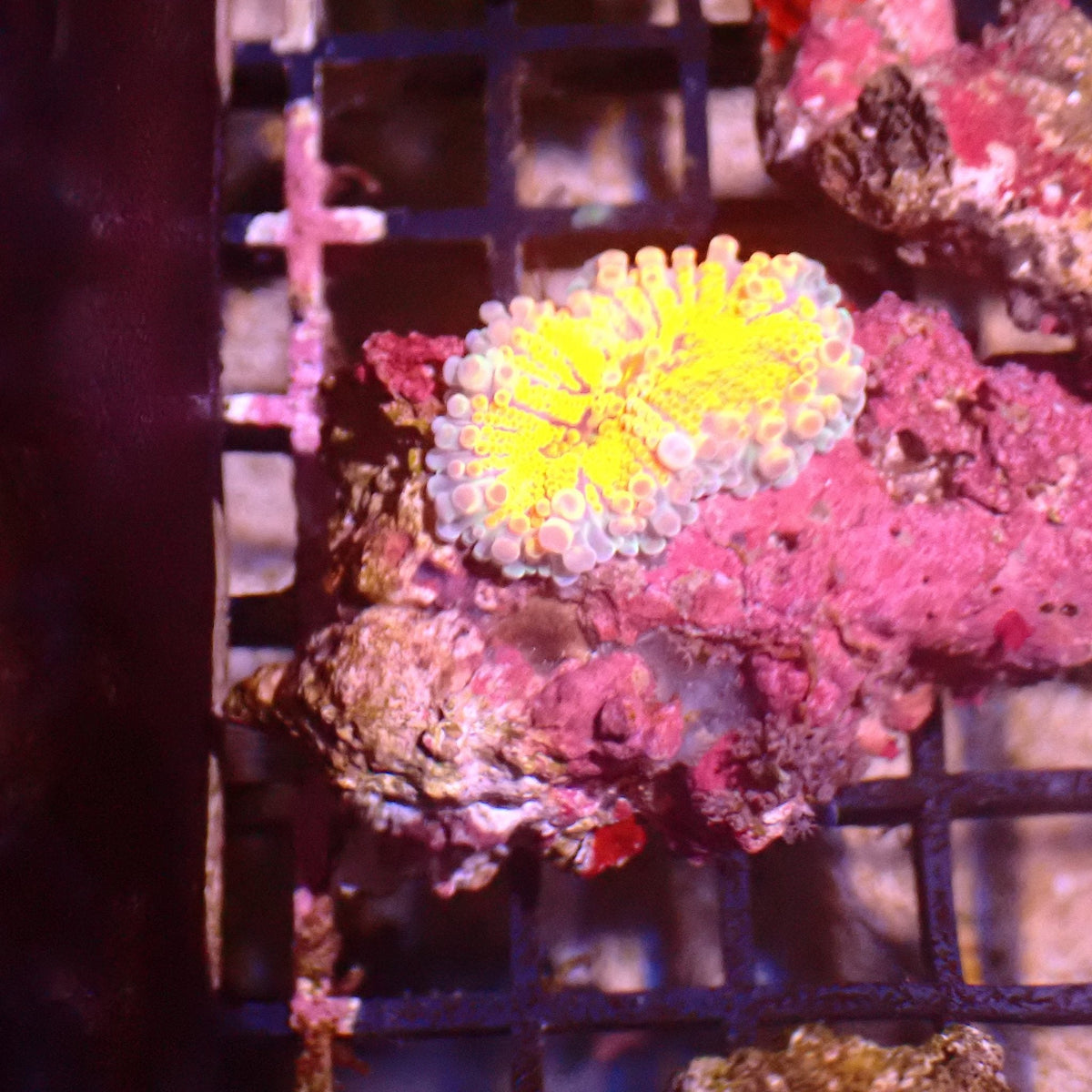 Ricordea AA003 | Ricordea / Rhodactis sp. at ← Red Sea 15k