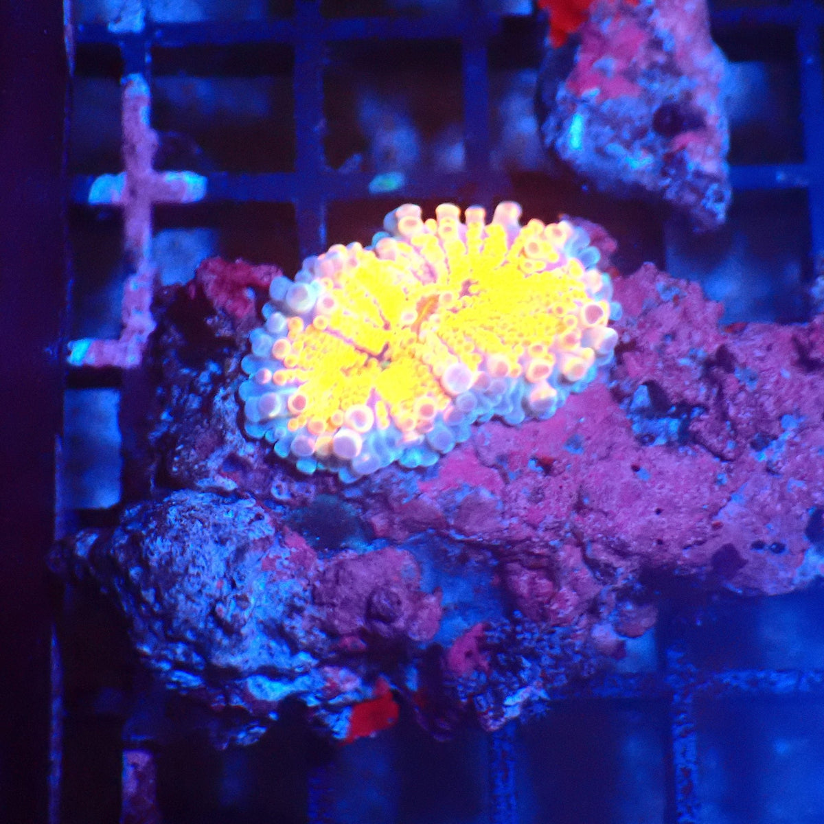 Ricordea AA003 | Ricordea / Rhodactis sp. — Red Sea 20K LED