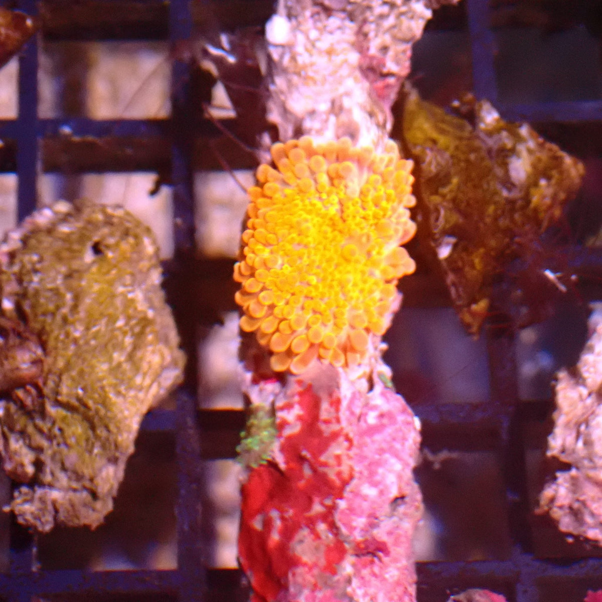 Ricordea AA004 | Ricordea / Rhodactis sp. at ← Red Sea 15k