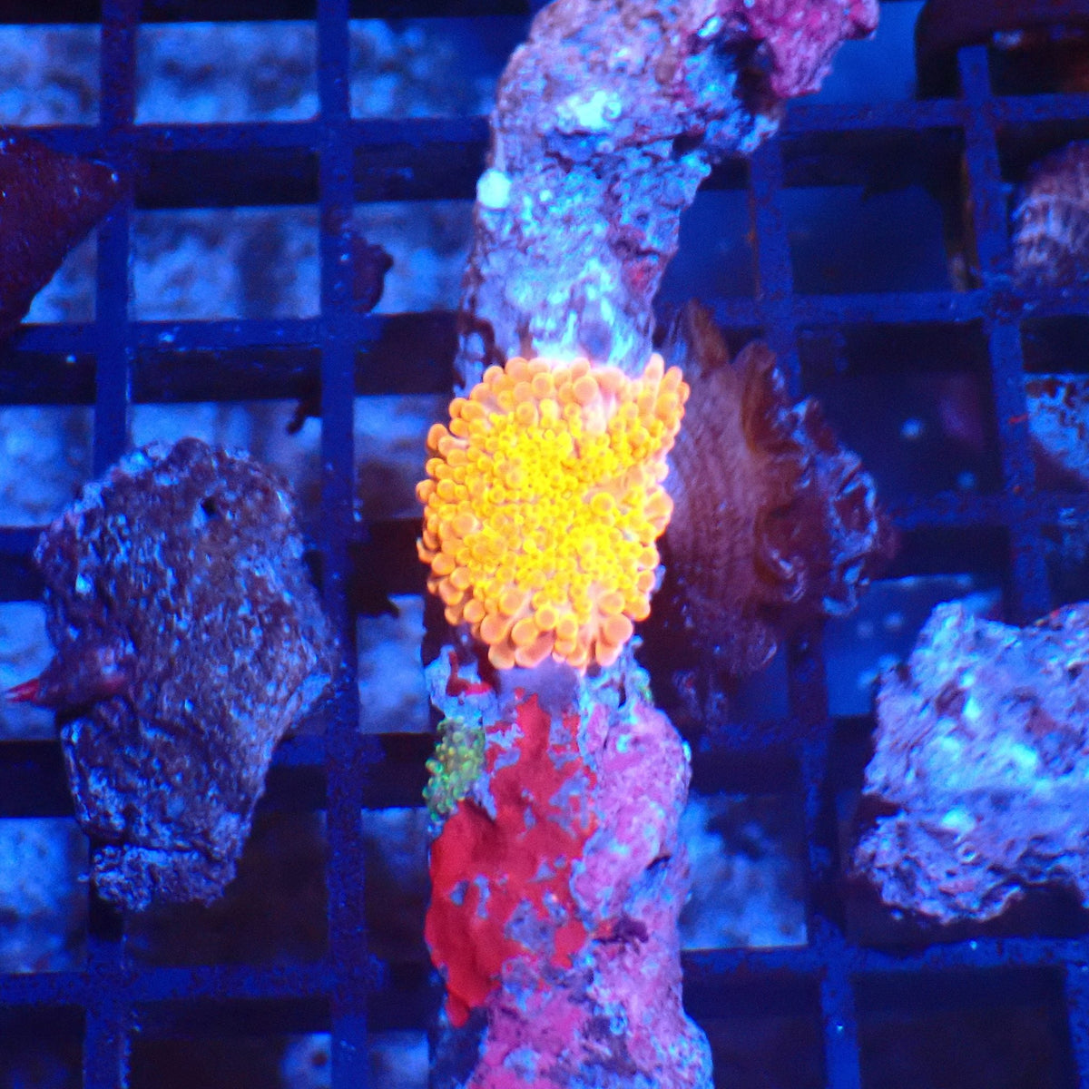 Ricordea AA004 | Ricordea / Rhodactis sp. at Red Sea 20k →