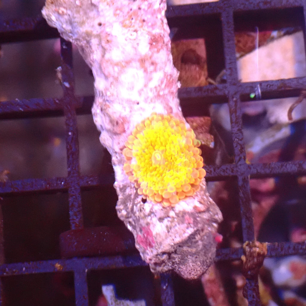 Ricordea AA005 | Ricordea / Rhodactis sp. — Red Sea 15K