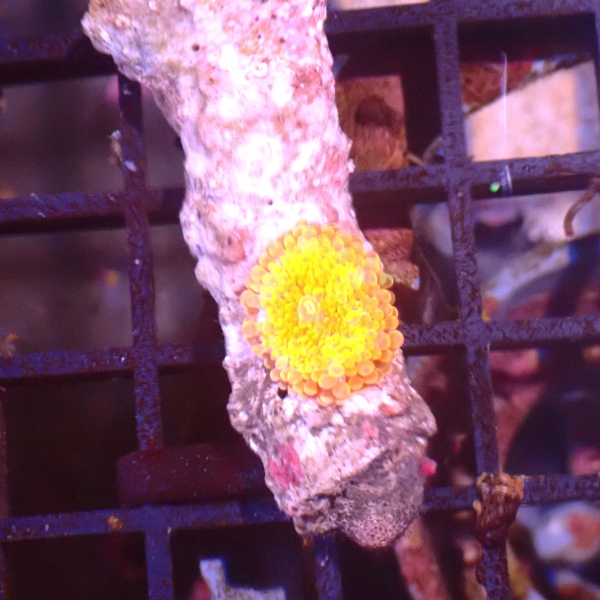 Ricordea AA005 | Ricordea / Rhodactis sp. at ← Red Sea 15k