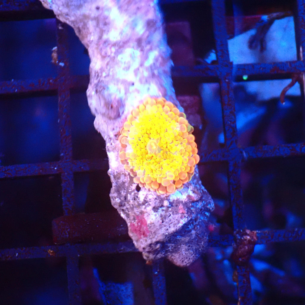 Ricordea AA005 | Ricordea / Rhodactis sp. — Red Sea 20K LED
