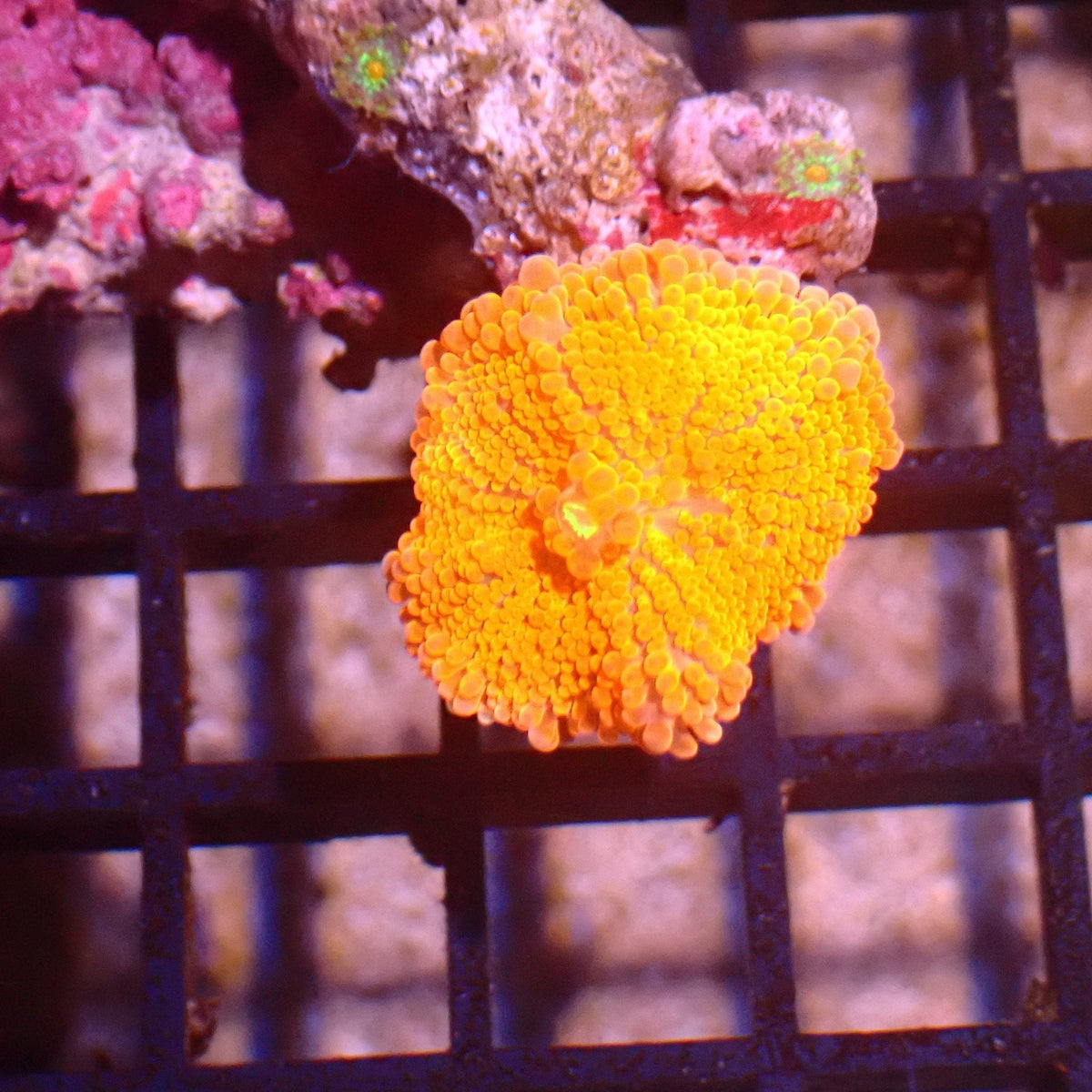 Ricordea AA006 | Ricordea / Rhodactis sp. — Red Sea 15K