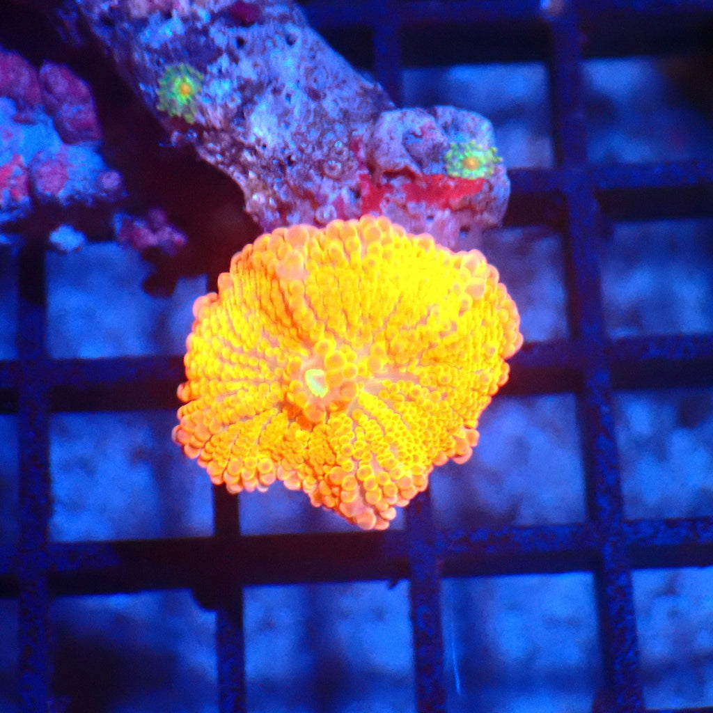 Ricordea AA006 | Ricordea / Rhodactis sp. — Red Sea 20K LED