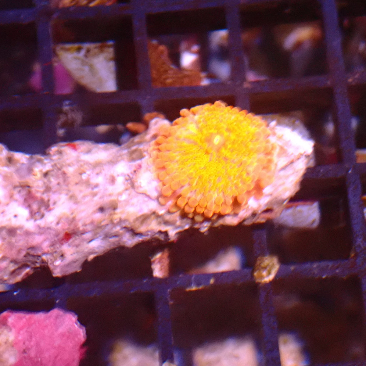 Ricordea AA007 | Ricordea / Rhodactis sp. — Red Sea 15K