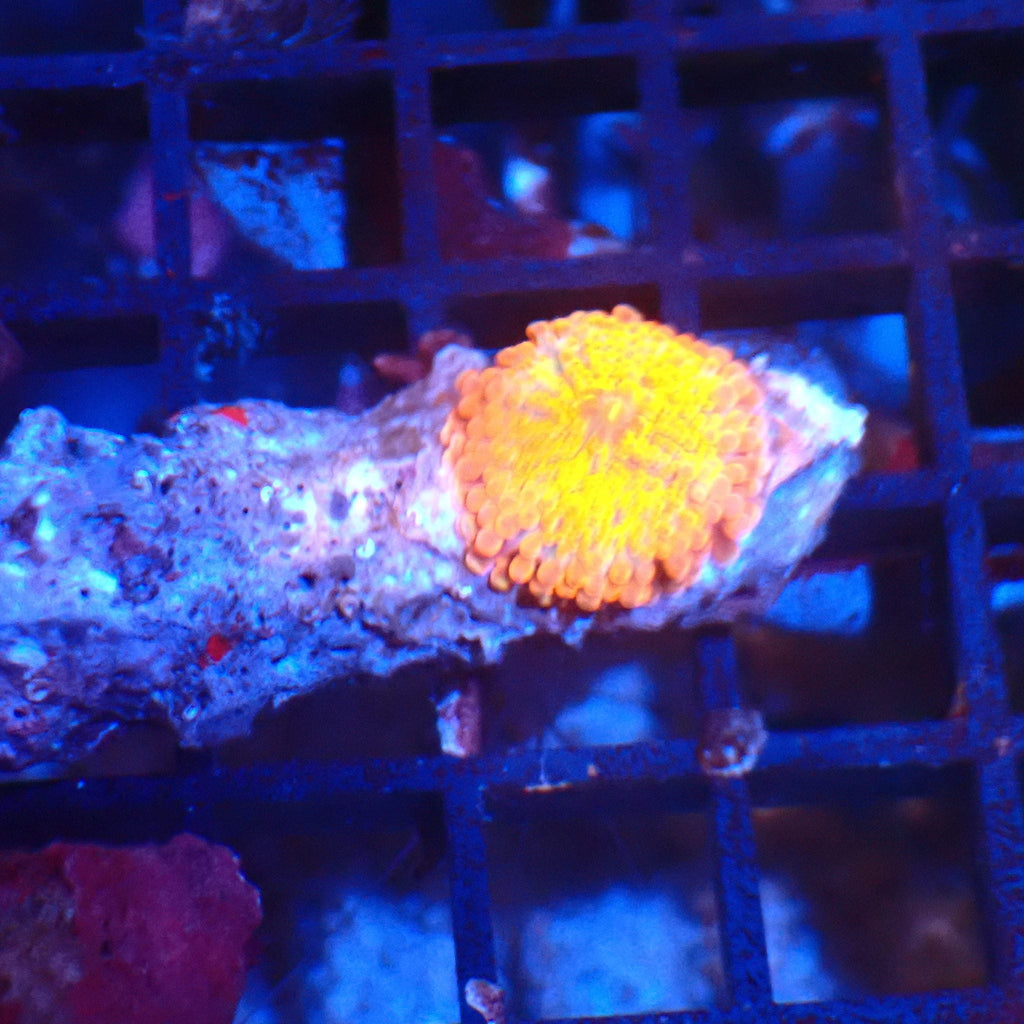 Ricordea AA007 | Ricordea / Rhodactis sp. — Red Sea 20K LED