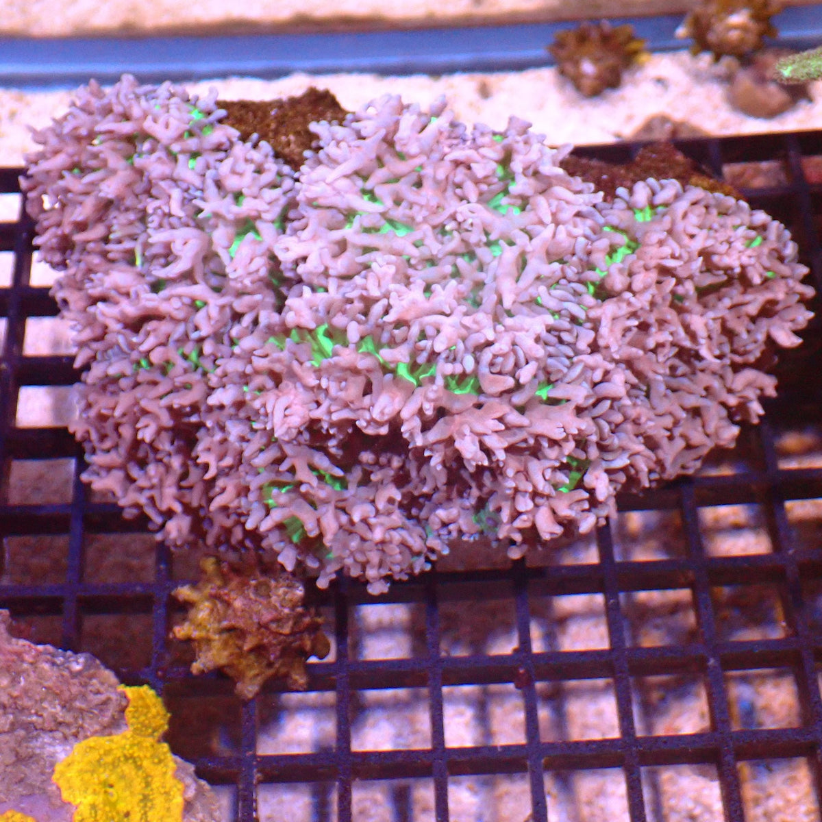 Corallimorphs Rock Fluffy AA001 | Ricordea / Rhodactis sp. — Red Sea 15K