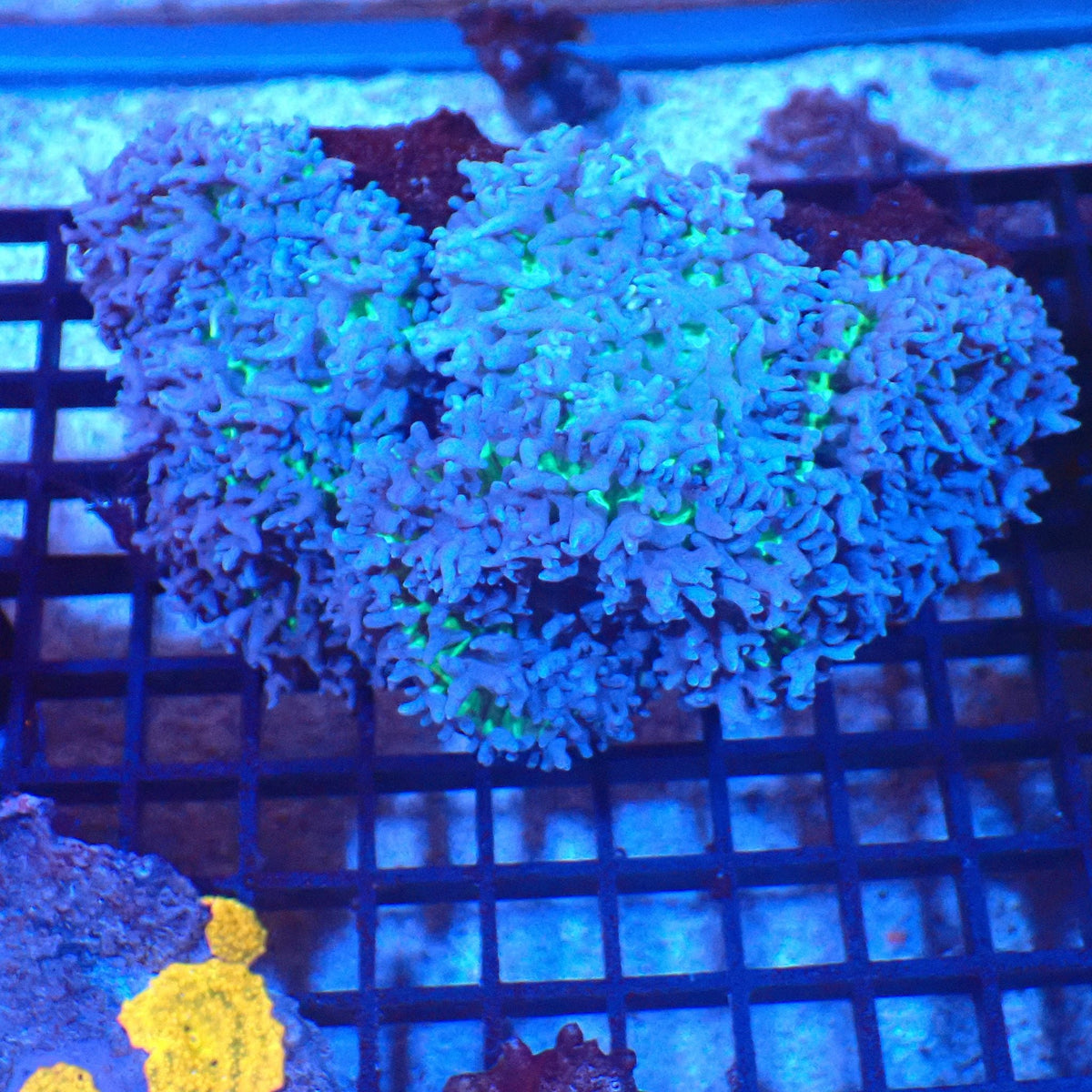 Corallimorphs Rock Fluffy AA001 | Ricordea / Rhodactis sp. — Red Sea 20K LED