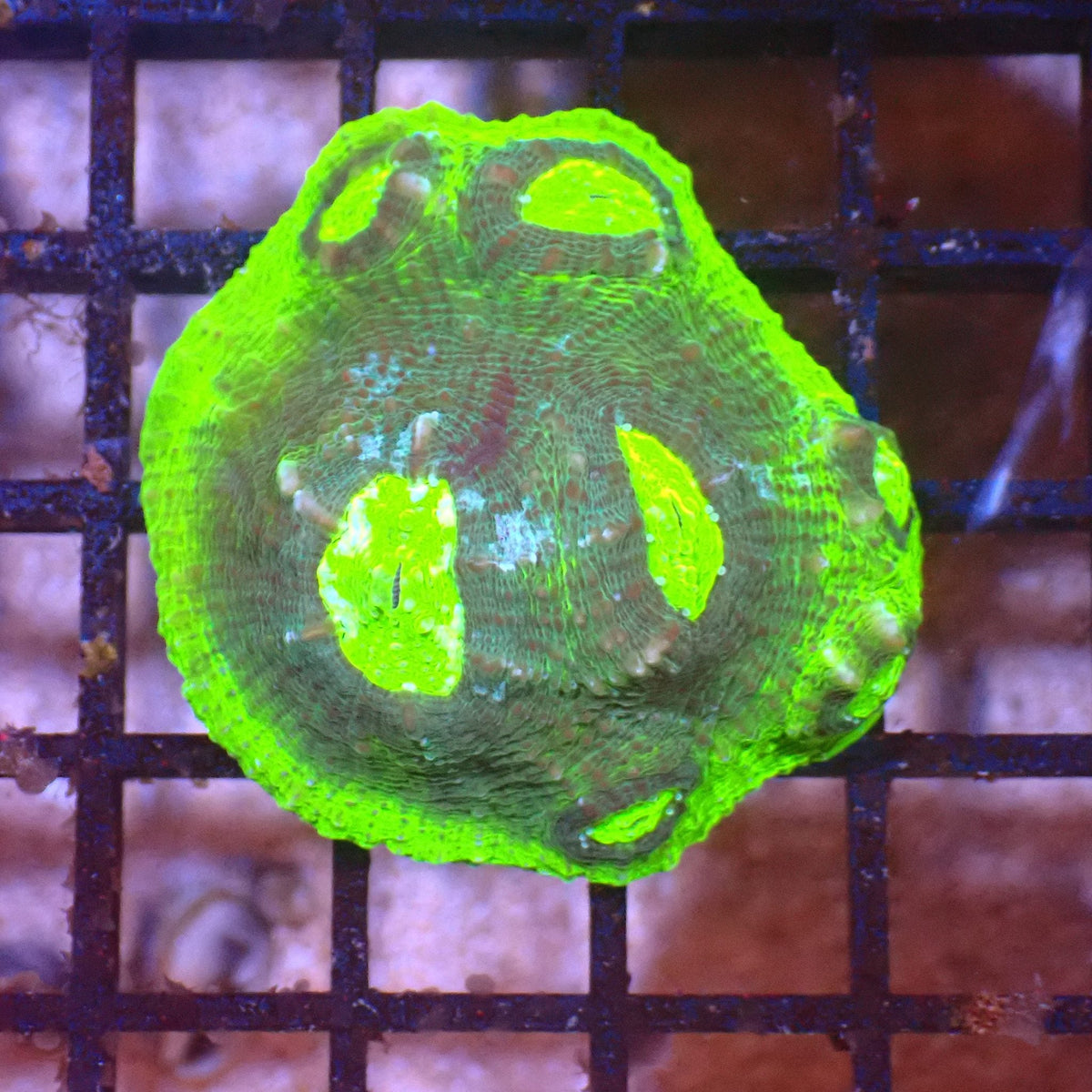 Chalice Coral AA001 | Echinophyllia aspera — Red Sea 15K