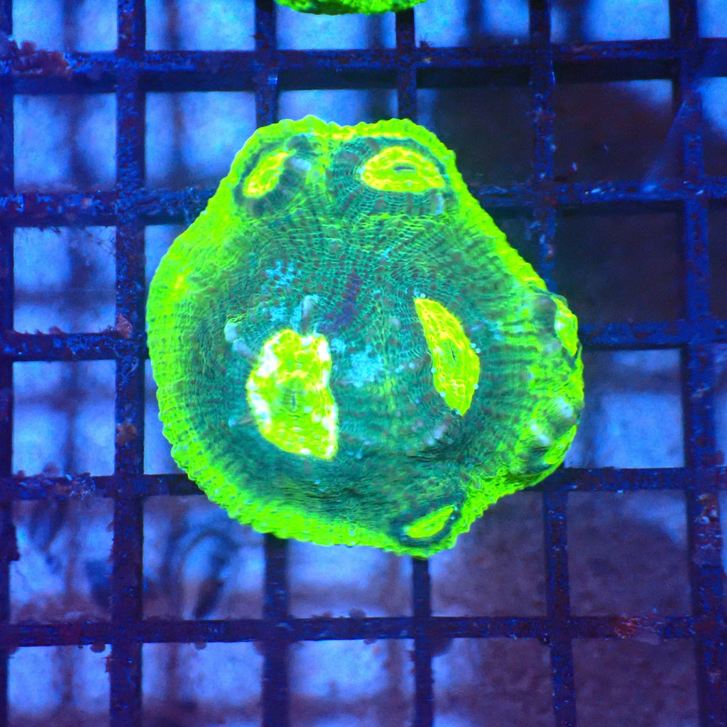Chalice Coral AA001 | Echinophyllia aspera — Red Sea 20K LED