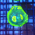 Chalice Coral AA001 | Echinophyllia aspera — Red Sea 20K LED