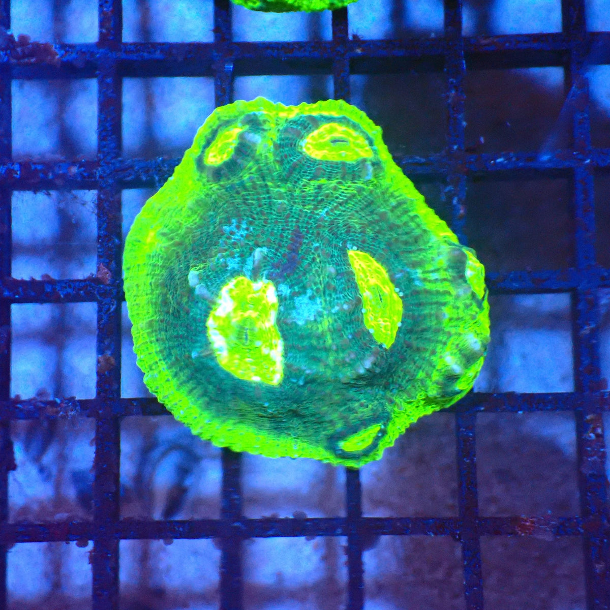 Chalice Coral AA001 | Echinophyllia aspera — Red Sea 20K LED