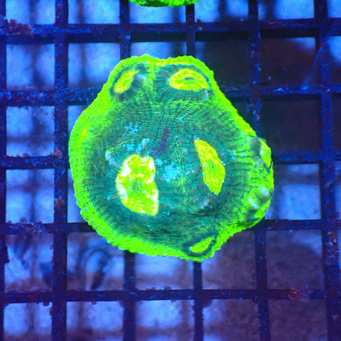 Chalice Coral AA001 | Echinophyllia aspera — Red Sea 20K LED