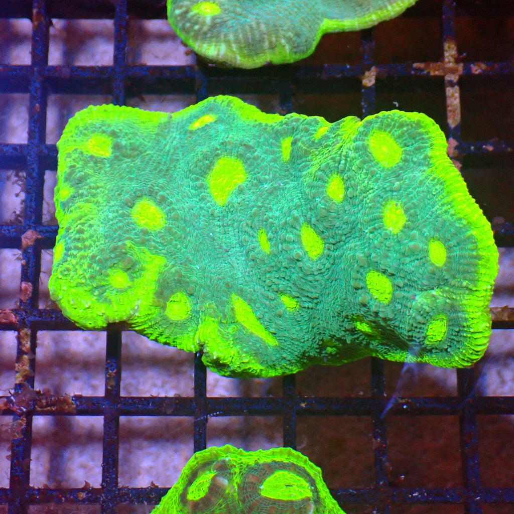 Chalice Coral AA002 | Echinophyllia aspera — Red Sea 15K