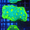 Chalice Coral AA002 | Echinophyllia aspera — Red Sea 20K LED