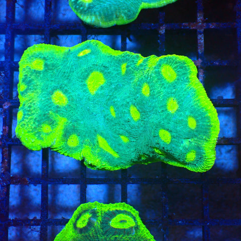 Chalice Coral AA002 | Echinophyllia aspera — Red Sea 20K LED