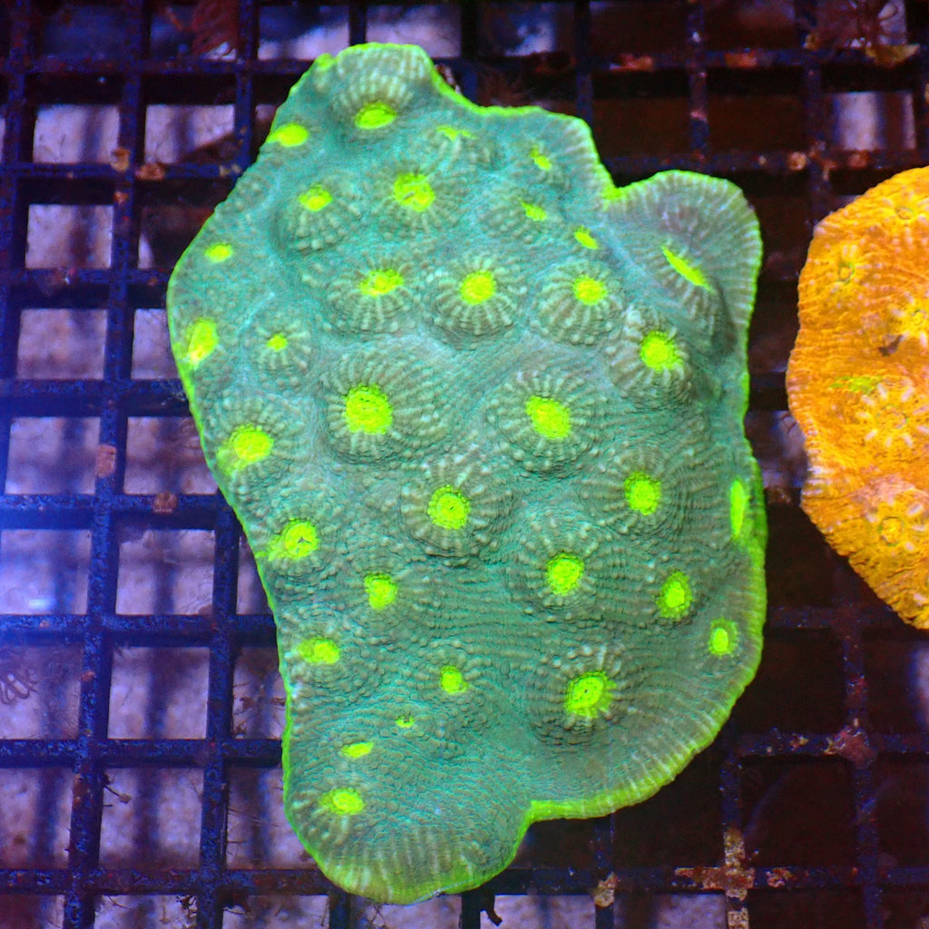 Chalice Coral AA003 | Echinophyllia aspera — Red Sea 15K