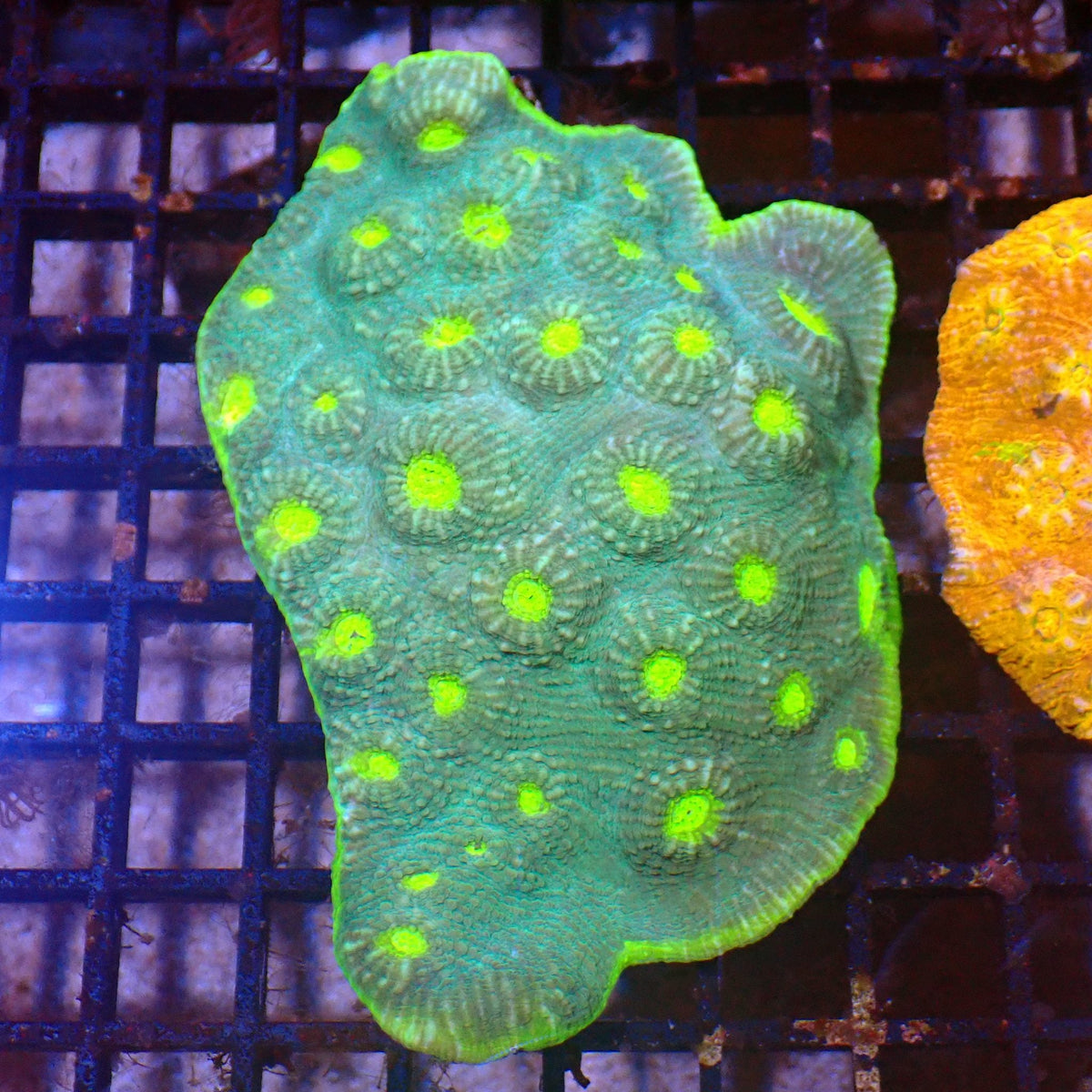 Chalice Coral AA003 | Echinophyllia aspera — Red Sea 15K