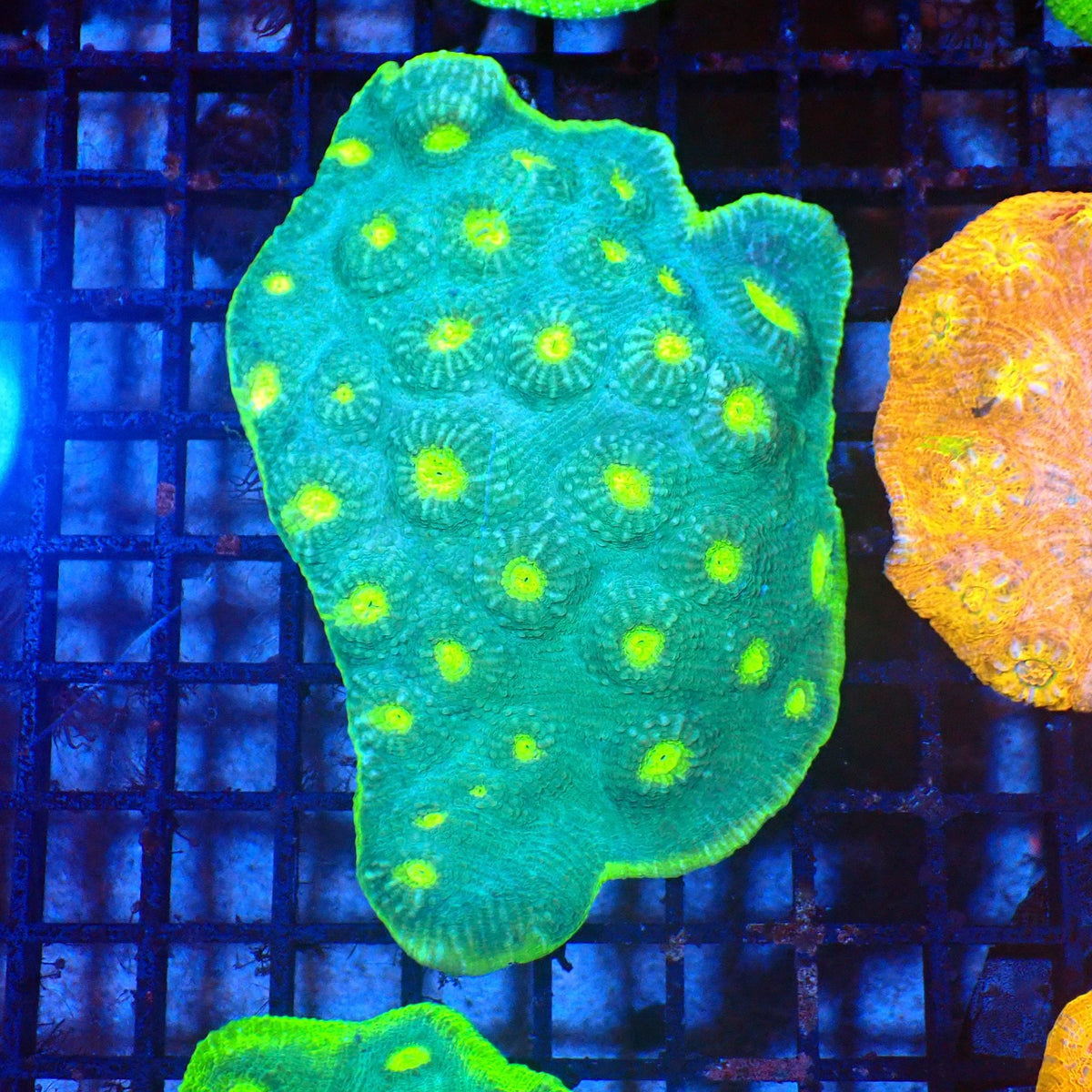 Chalice Coral AA003 | Echinophyllia aspera at Red Sea 20k →