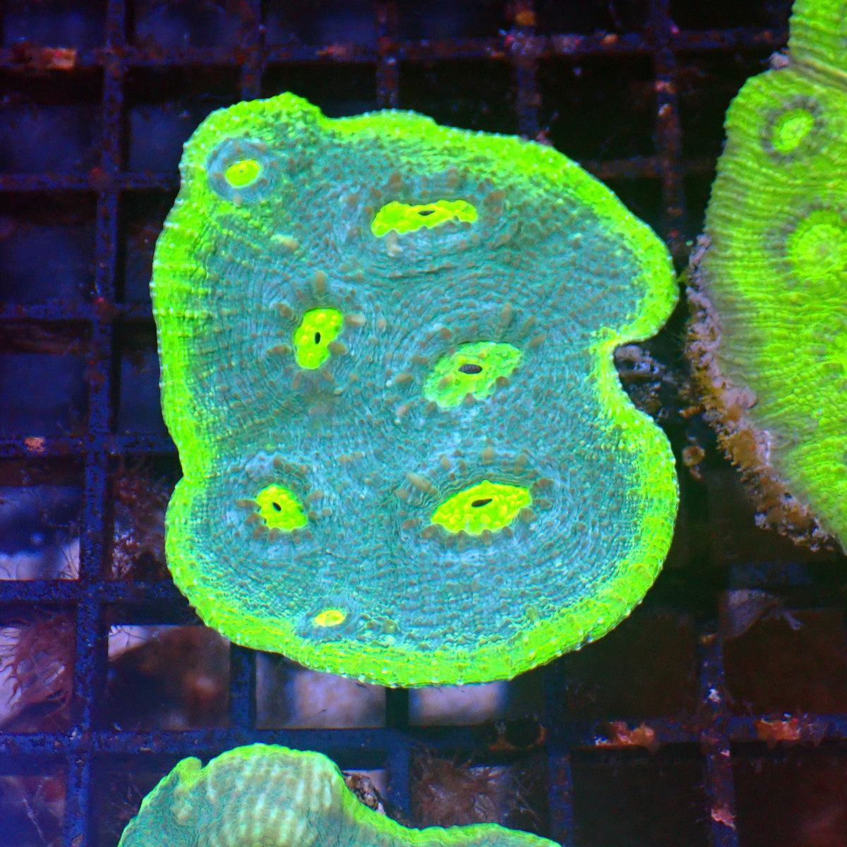 Chalice Coral AA004 | Echinophyllia aspera at ← Red Sea 15k