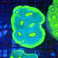 Chalice Coral AA004 | Echinophyllia aspera — Red Sea 20K LED