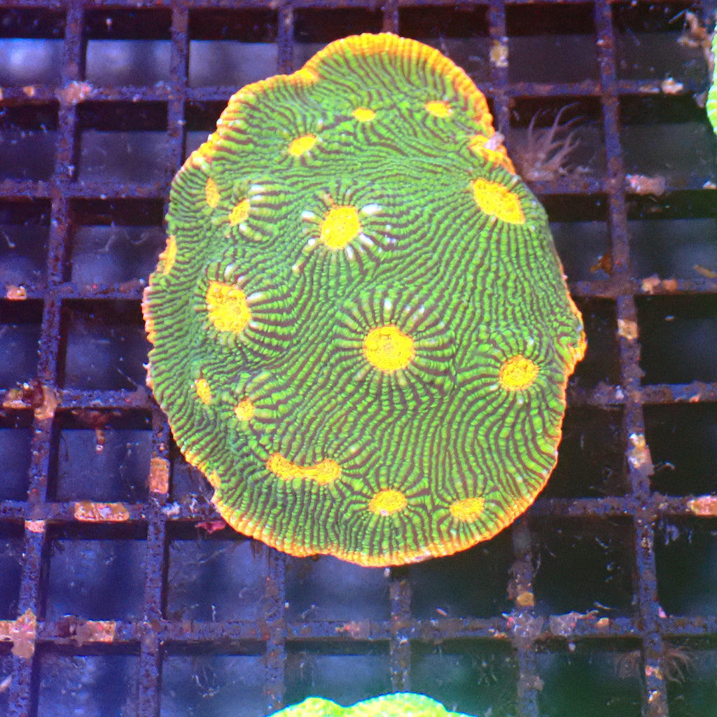 Chalice Coral AA005 | Echinophyllia aspera — Red Sea 15K