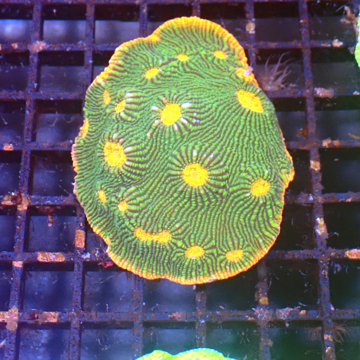 Chalice Coral AA005 | Echinophyllia aspera at ← Red Sea 15k