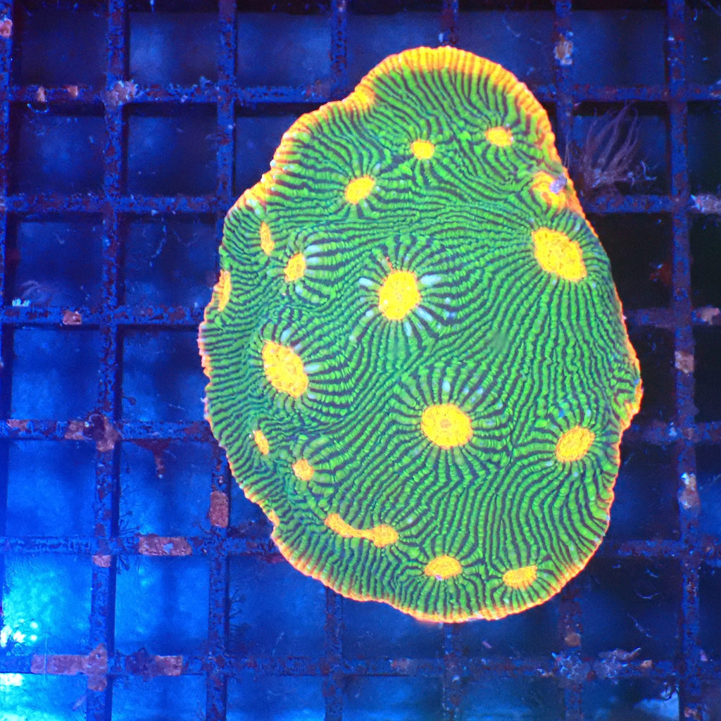 Chalice Coral AA005 | Echinophyllia aspera — Red Sea 20K LED