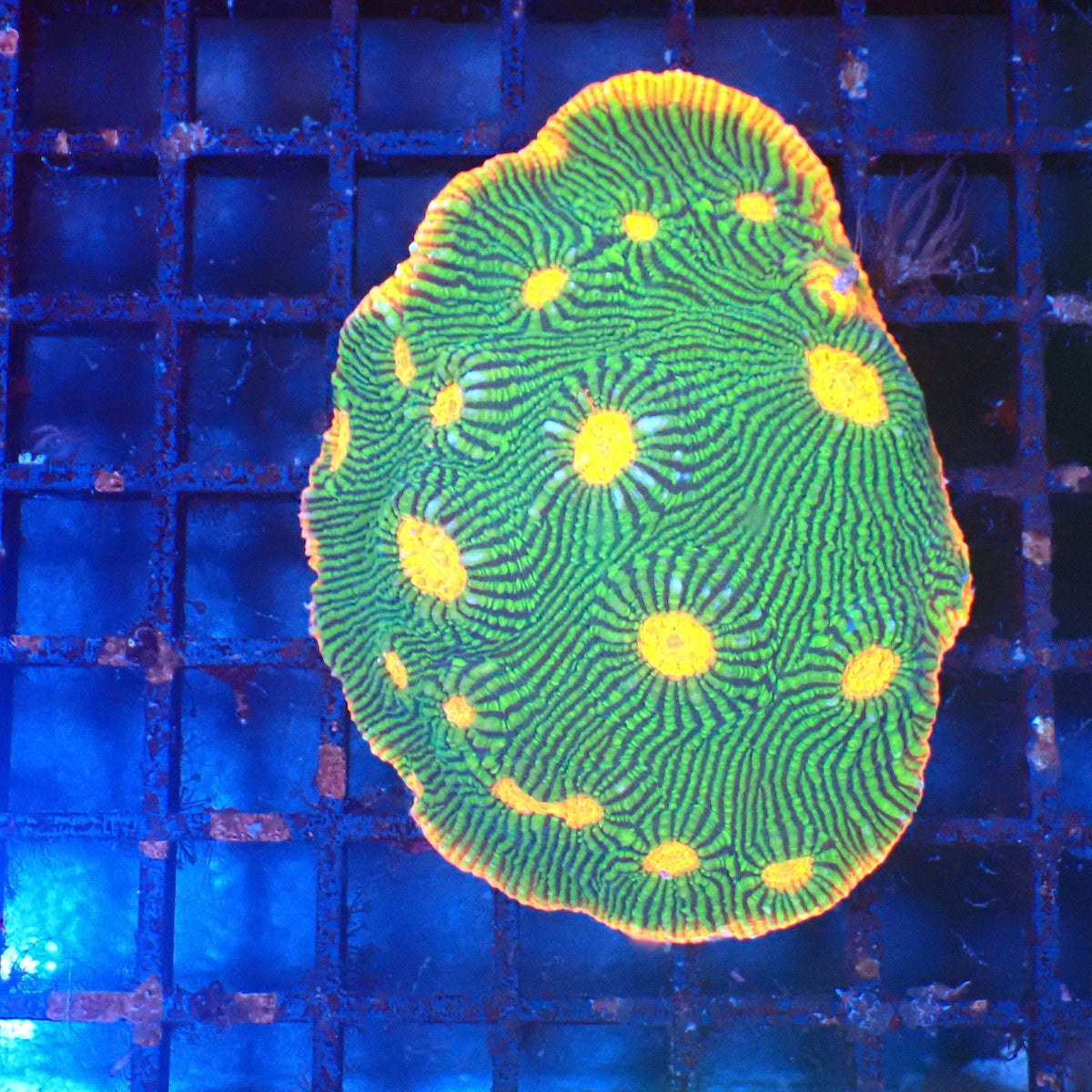 Chalice Coral AA005 | Echinophyllia aspera — Red Sea 20K LED