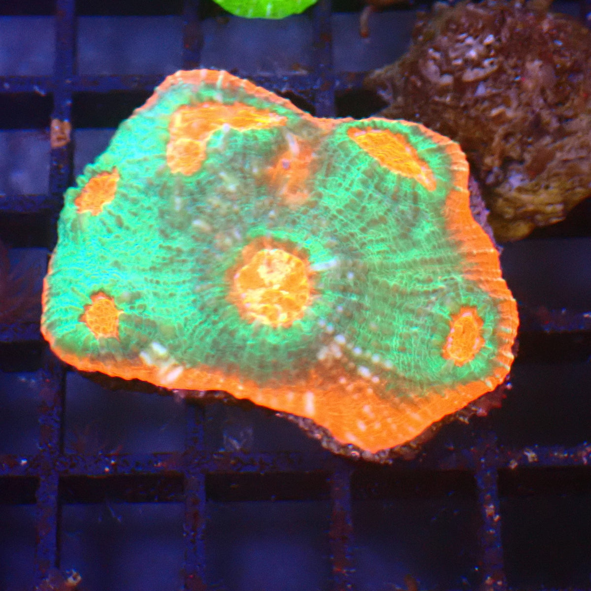 Chalice Coral AA006 | Echinophyllia aspera — Red Sea 15K