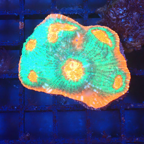 Chalice Coral AA006 | Echinophyllia aspera — Red Sea 20K LED